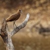 Kladivous africky - Scopus umbretta - Hamerkop o0393